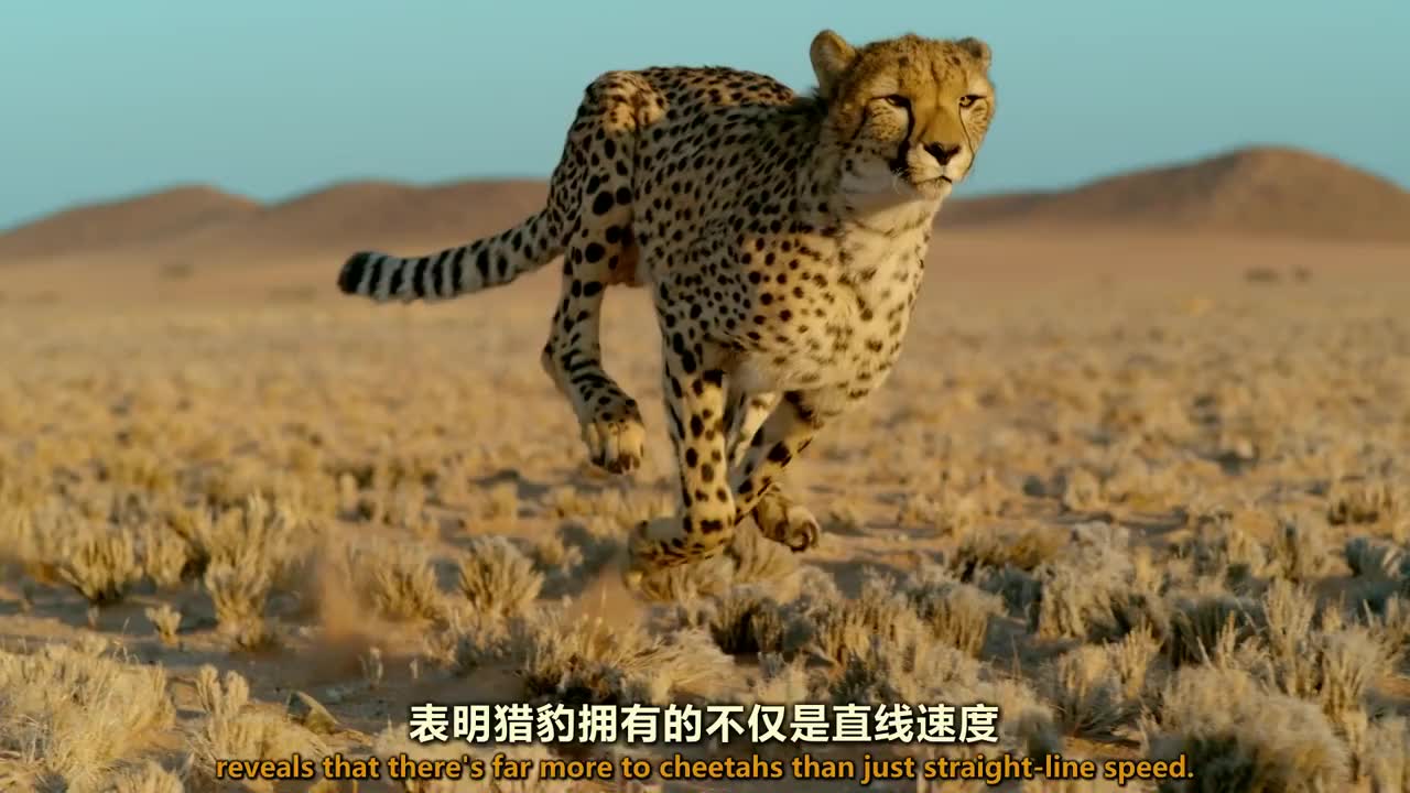 草原隼 prairie falcon