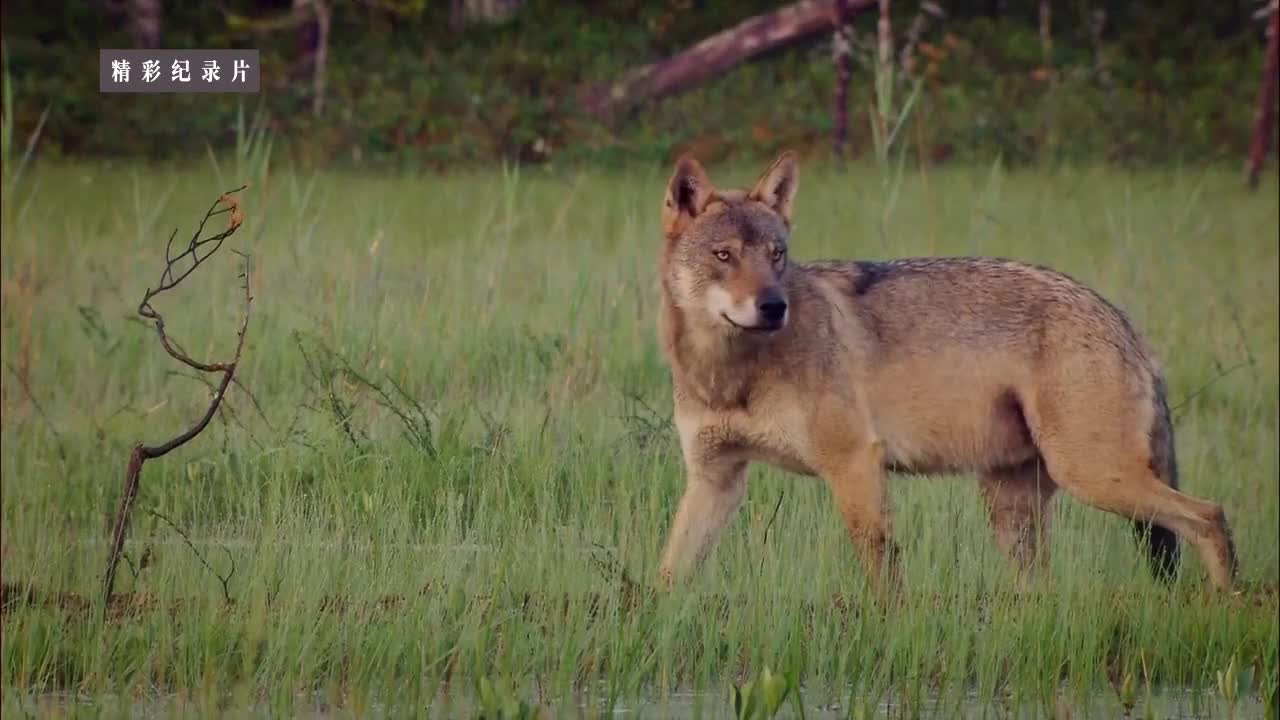 野性北极 3 之 苔原上的驯鹿 wildest arctic 3 - reindeer on