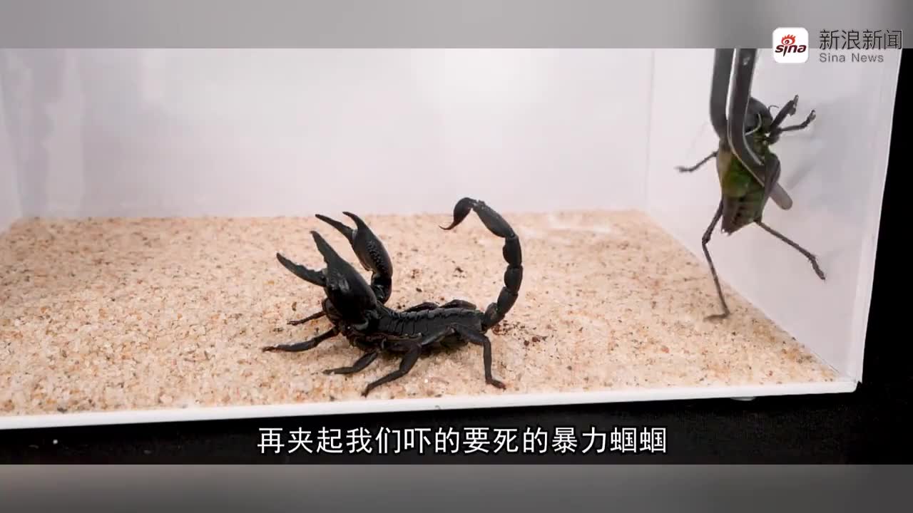 暴力蝈蝈vs巨型雨林蝎,钢盔铁甲的硬核碰撞!
