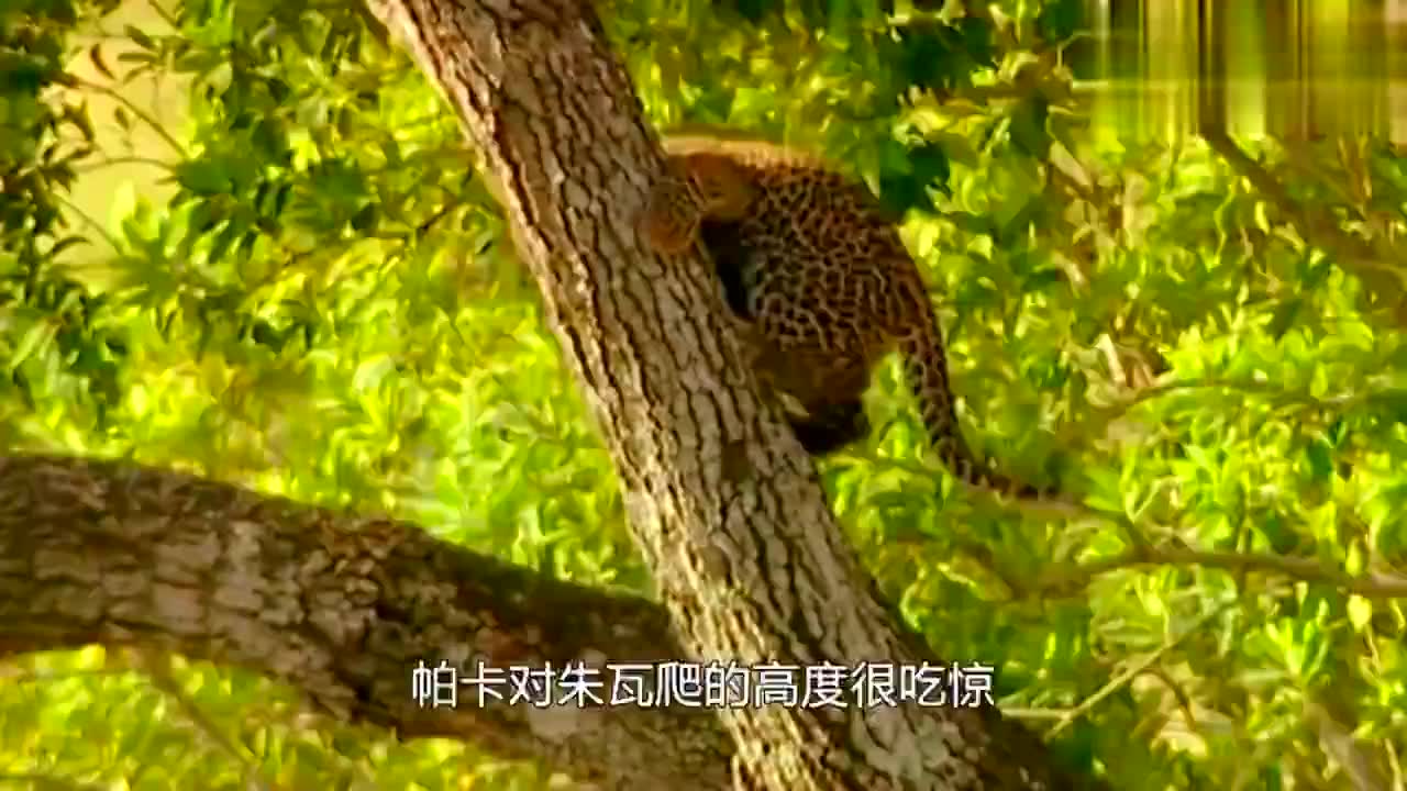 大猫日记:小狮子数自己狮群有多少只狮子,最后竟把自己数困了