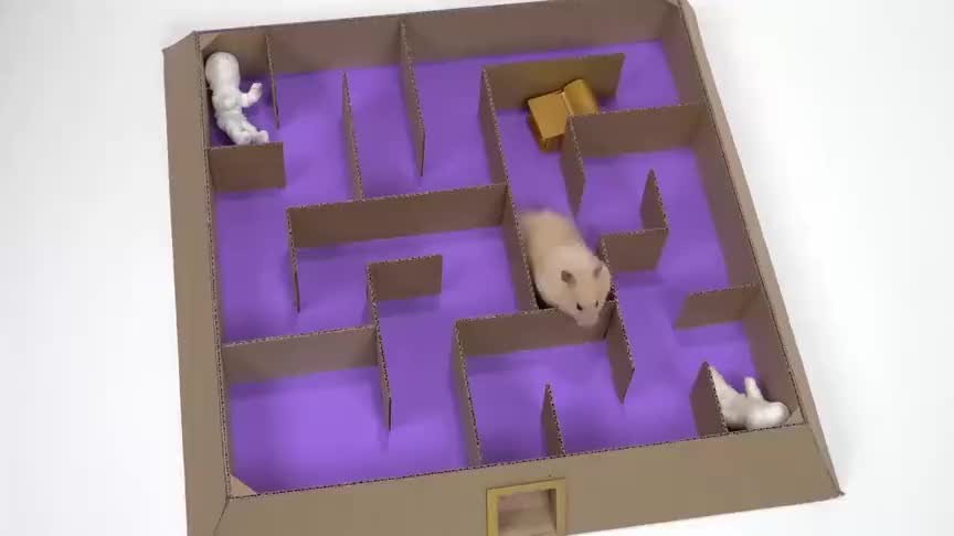 小仓鼠勇闯迷宫,一路大战"僵尸军团",它能成功逃脱吗?