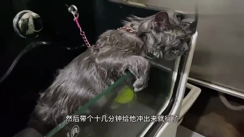 茶杯犬为何那么小,背后原因让人心酸,看完你还敢养吗?