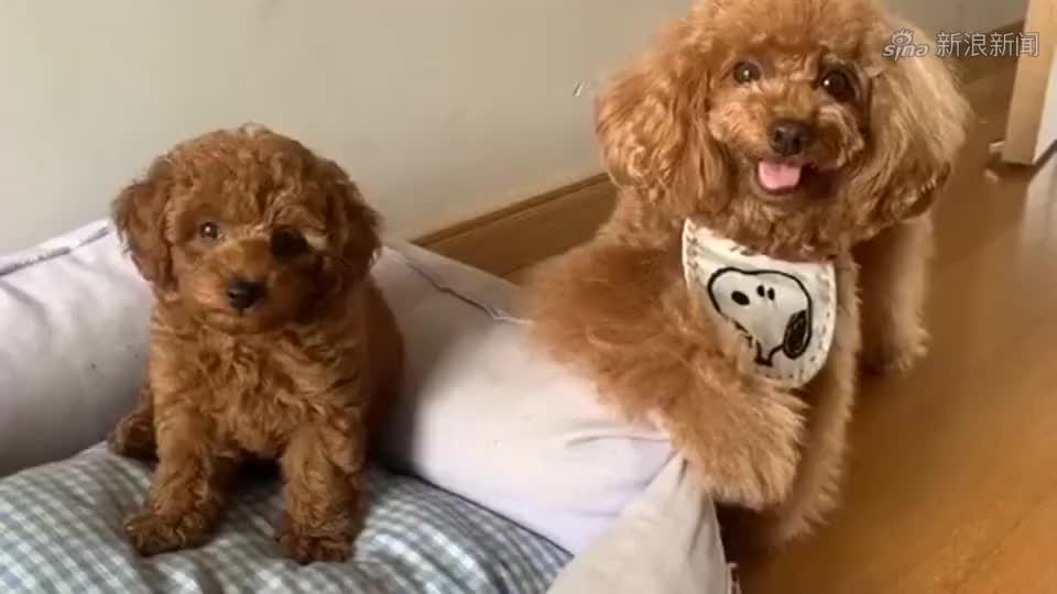 泰迪涂涂:你这是耍狗呢!