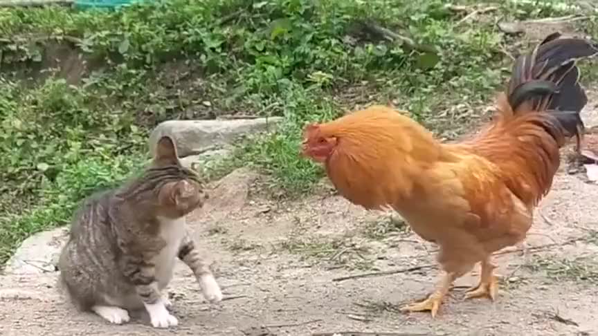 小羊刚刚学会这一招,就跑去找老母鸡打架,鸡:三脚猫功夫!