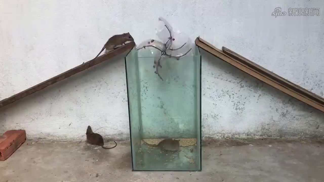 农村小哥用木板自制简易捕鼠陷阱,半天不到老鼠就中招了