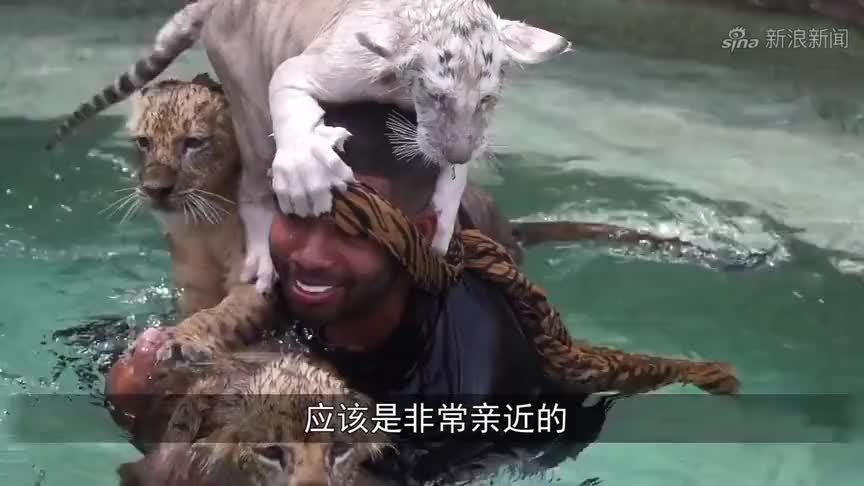 狮子进村捕杀家牛,主人气得一棍子下去,镜头记录全过程