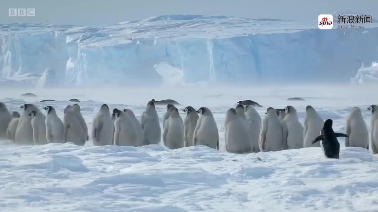 帝企鹅每年都要跨越150公里的路程迁徙,而对它们爬行远比步行快