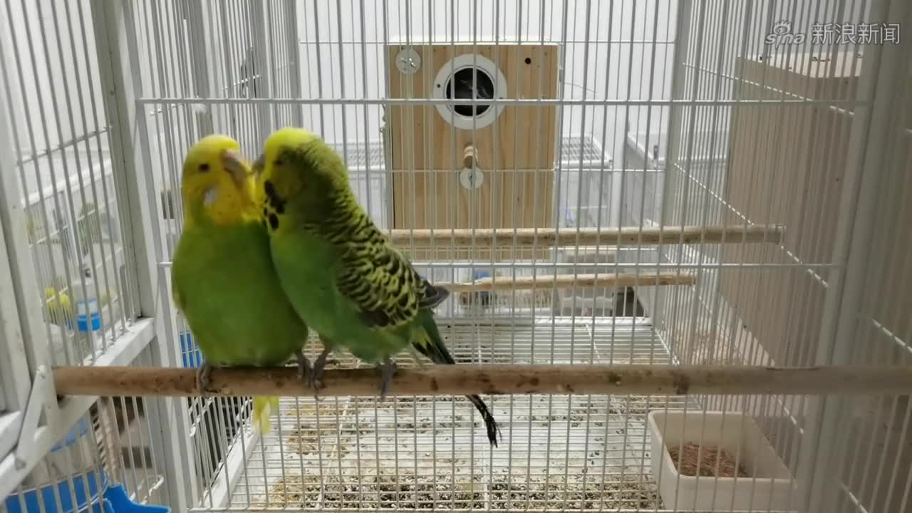 玩鸟险些丧命!深圳又现罕见"鹦鹉热"