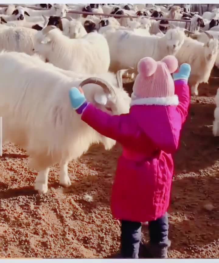 一只羊想跳起来顶撞小女孩,小朋友退一步做了个双手手势
