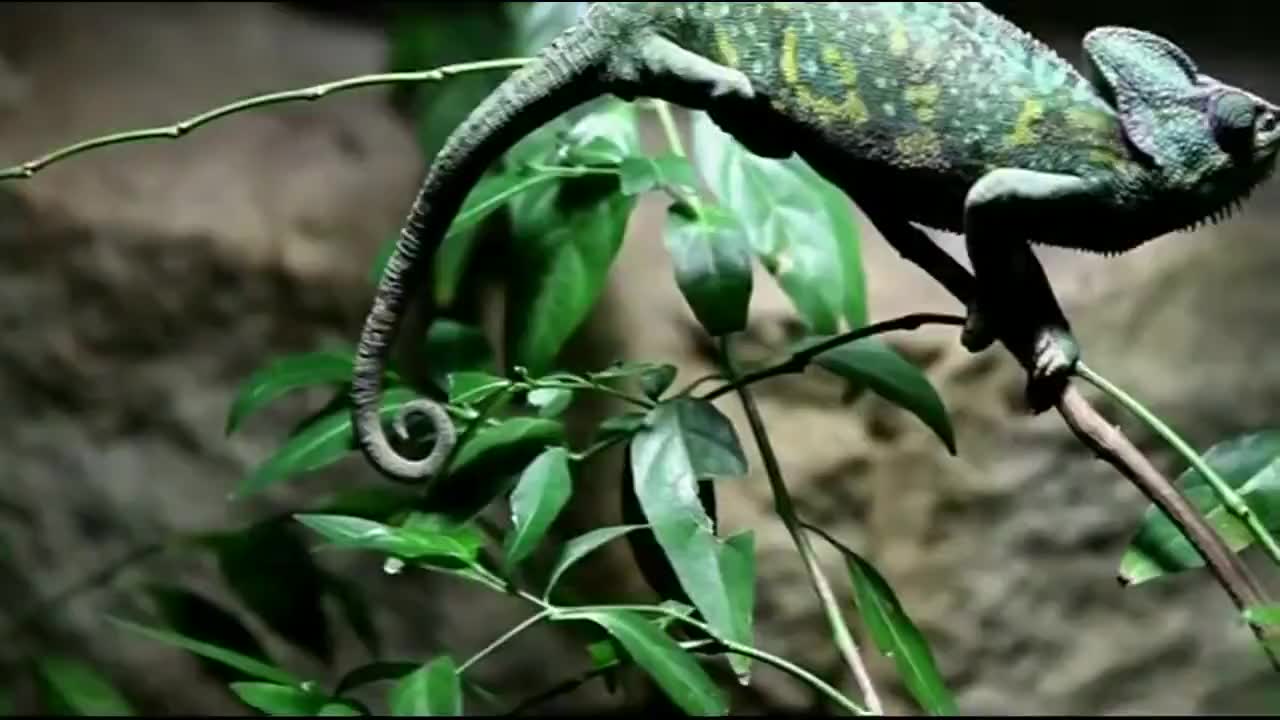 斑马射毒眼镜蛇naja nigricincta