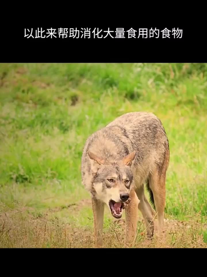 21个动物咬人搞笑瞬间,这些动物都成精了!哈哈