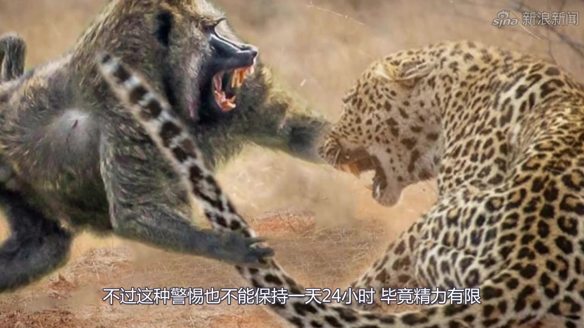 动物园里两只老虎发生短暂的打斗,镜头拍下全过程