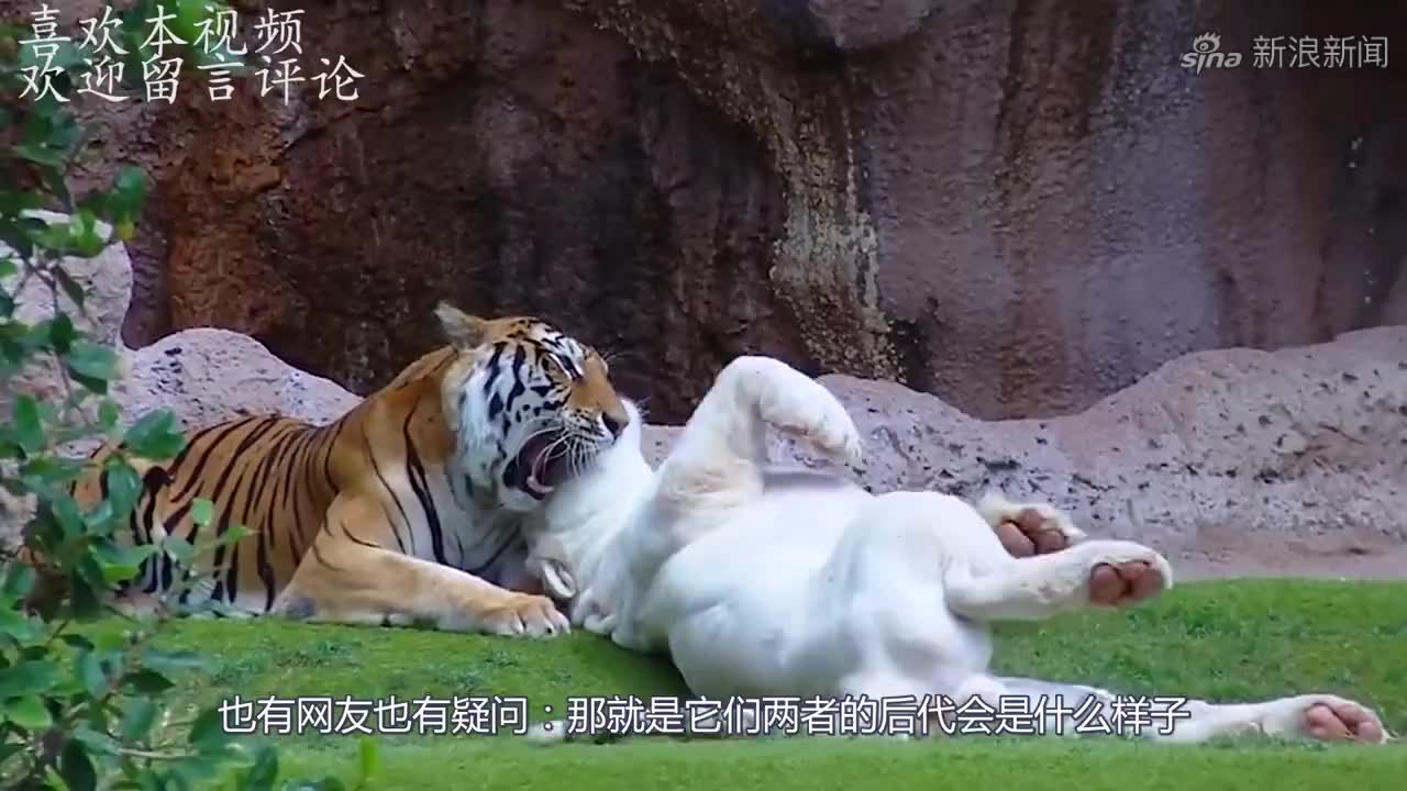 动物园送羊入虎口,不料几天后一看,饲养员都不淡定了!