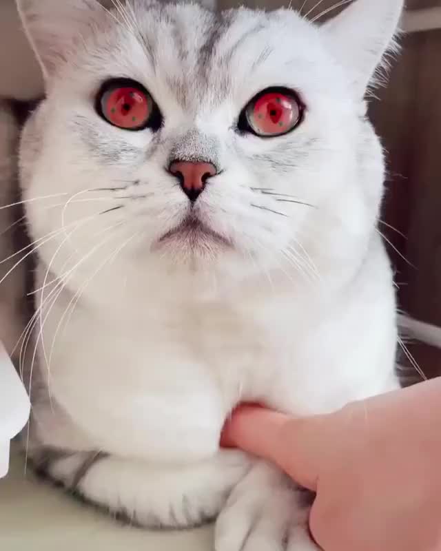 给猫咪用上写轮眼特效好帅