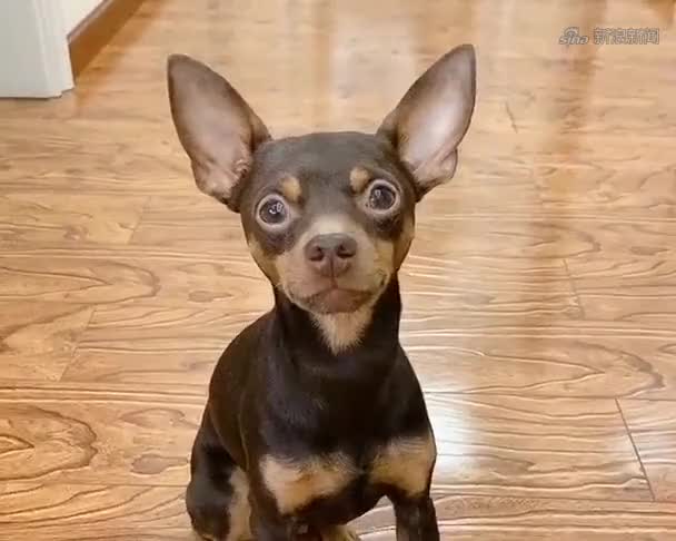 酸奶过期了主人不舍得扔,鹿犬啵啵乐让主人给小白喝,太逗了!