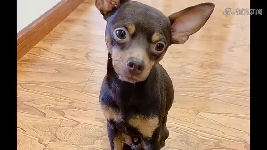 酸奶过期了主人不舍得扔,鹿犬啵啵乐让主人给小白喝,太逗了!