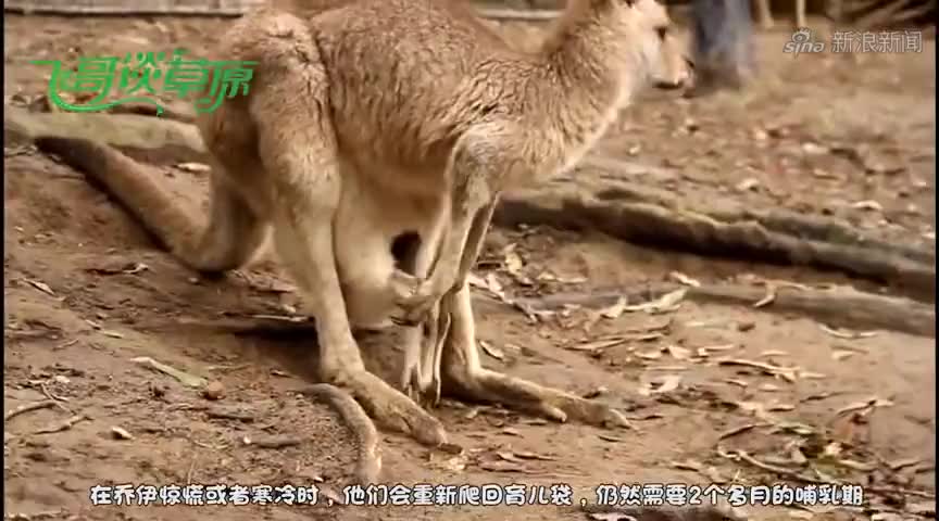 袋鼠妈妈的育儿袋,里面是什么样子?
