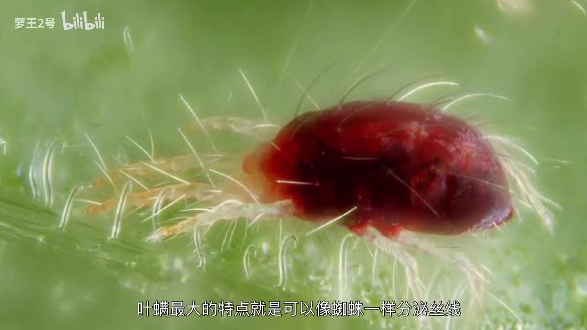 叶子上的"红蜘蛛",不吸血改"吃斋"却令菜农和园艺爱好者头疼的叶螨