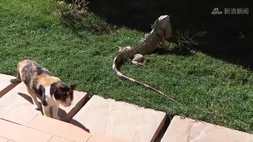 画皮-蜥蜴精处处帮着小唯,没想到换来的却是这种态度