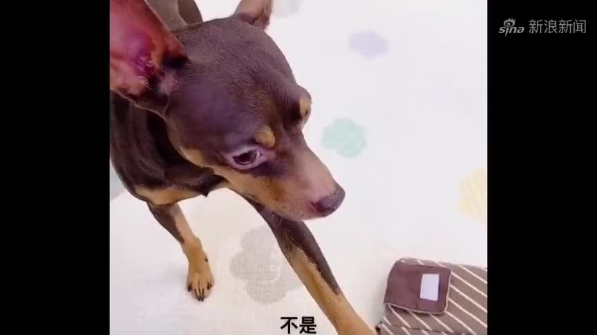 鹿犬啵啵乐冷要开空调,主人不同意,下一秒啵啵乐的反应成精了