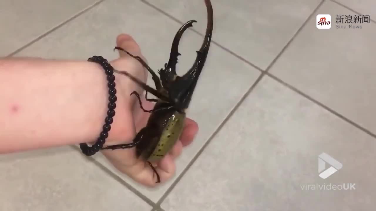 甲虫飞的声音感觉像是直升机