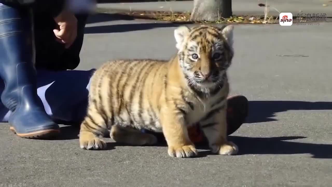 8个月大小老虎用"魔性"叫声争宠 网友:是可爱宝宝没错了