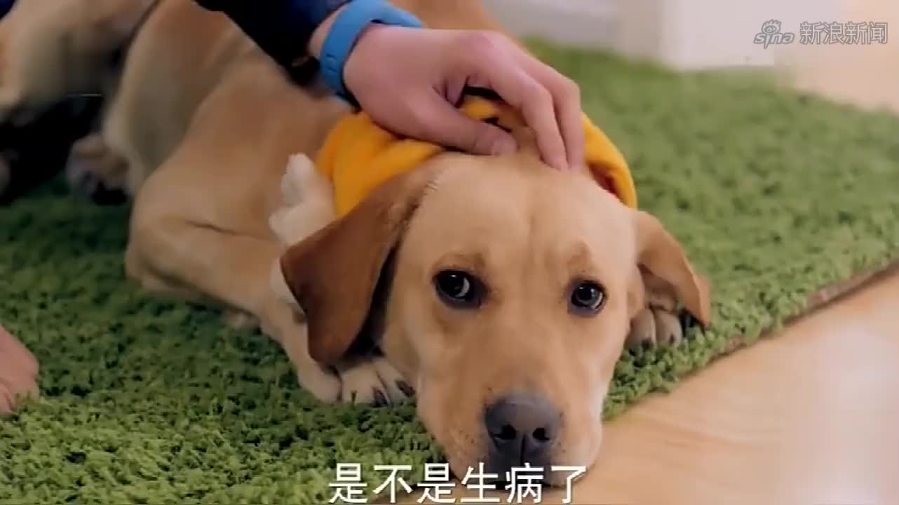 神犬小七:搜救犬进行搜索训练,用鼻子嗅一下就找到目标,厉害