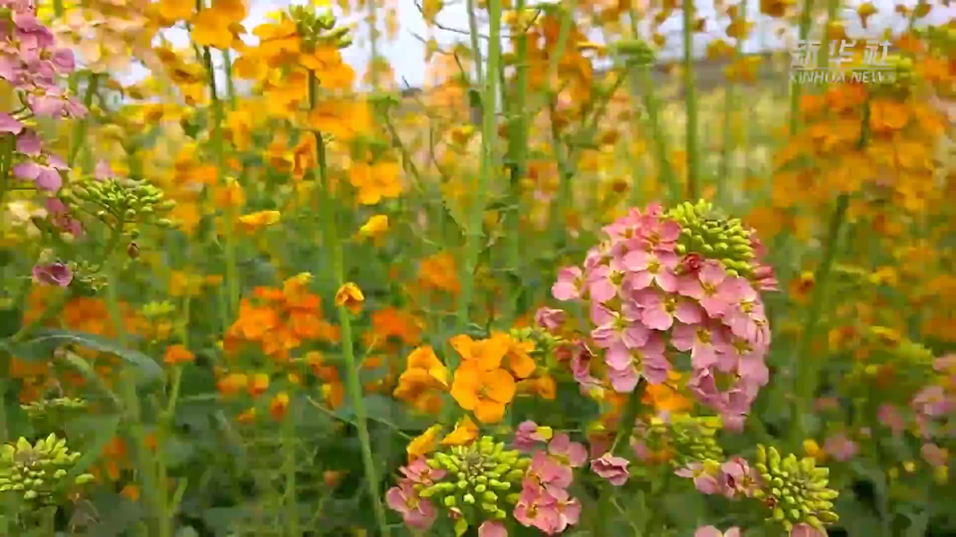 江西38种颜色油菜花娇艳绽放