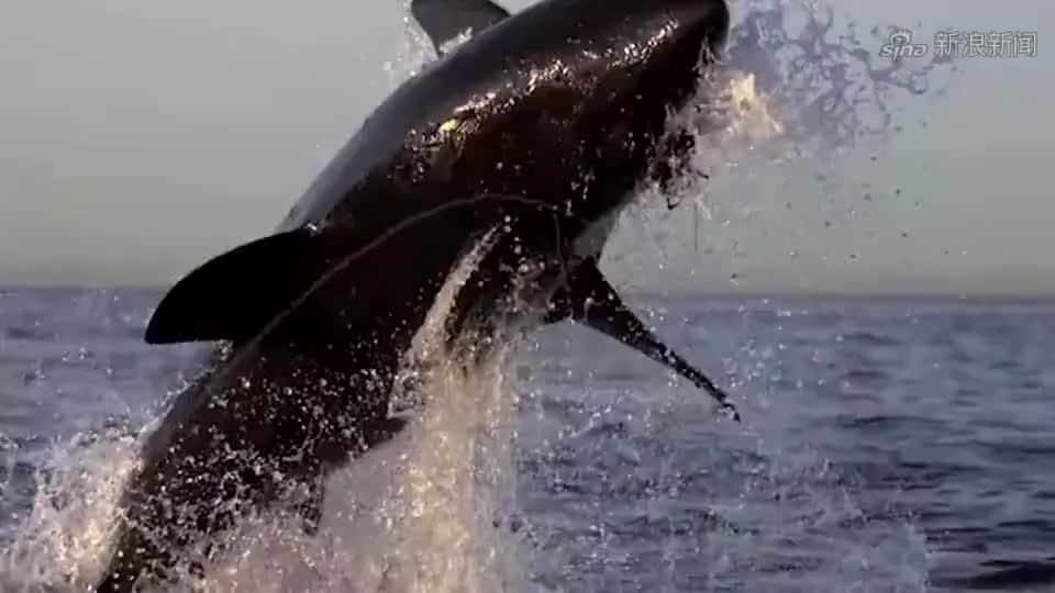 蓝鲸遭遇虎鲸,毫无反抗能力就被捕食,镜头拍下全过程