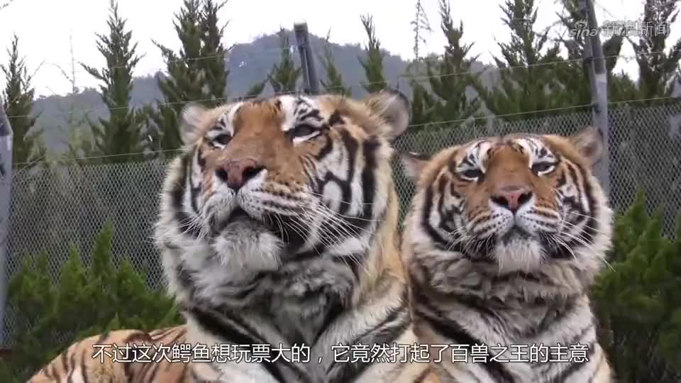 牛鲨和咸水鳄抢食,结果被瞬间秒杀!战斗太过激烈
