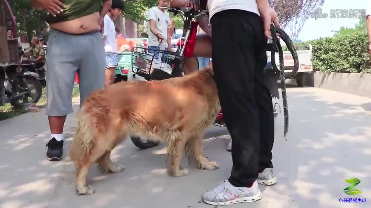 男子为救爱犬,徒手与袋鼠搏斗,袋鼠被一拳打懵!