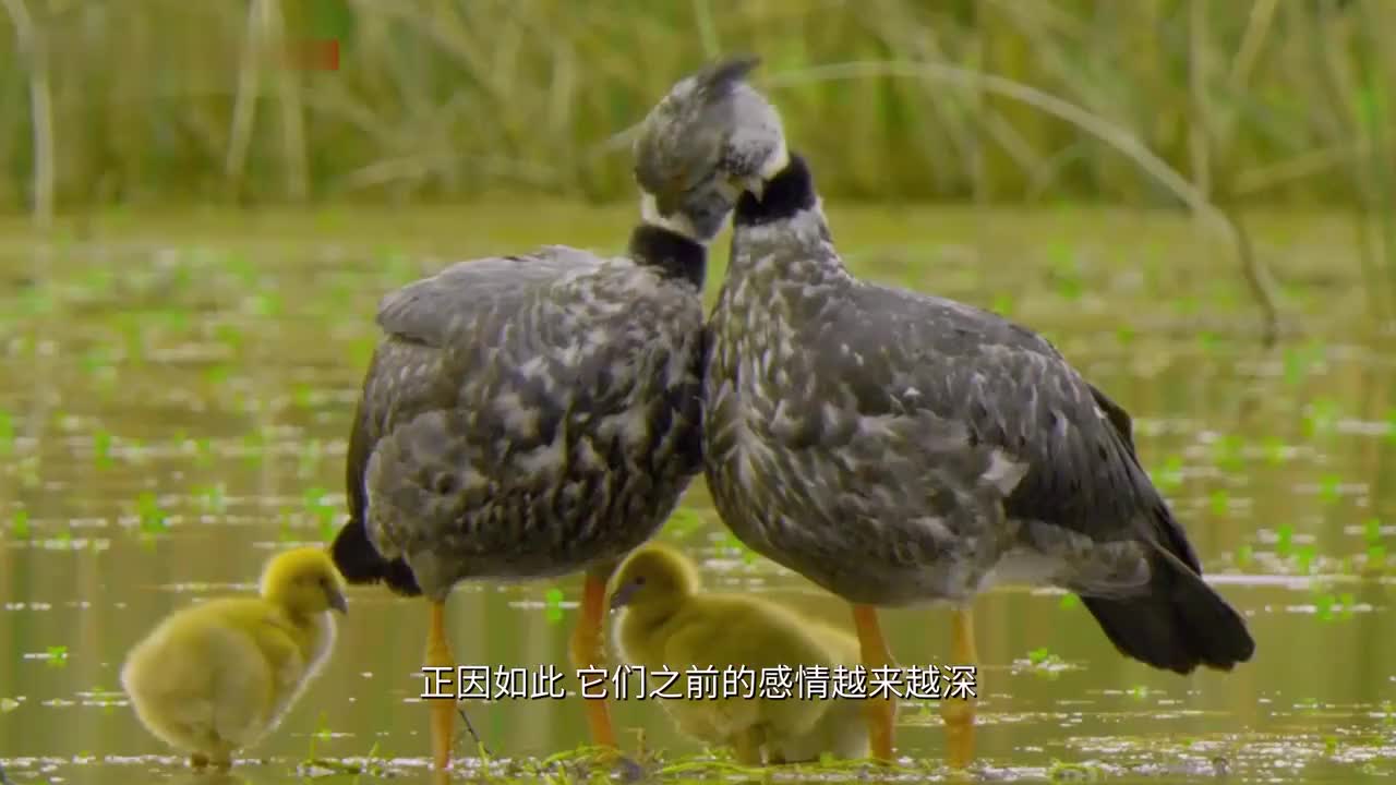 网友拍到两只鸽子"谋杀"同伴将其推下铁轨