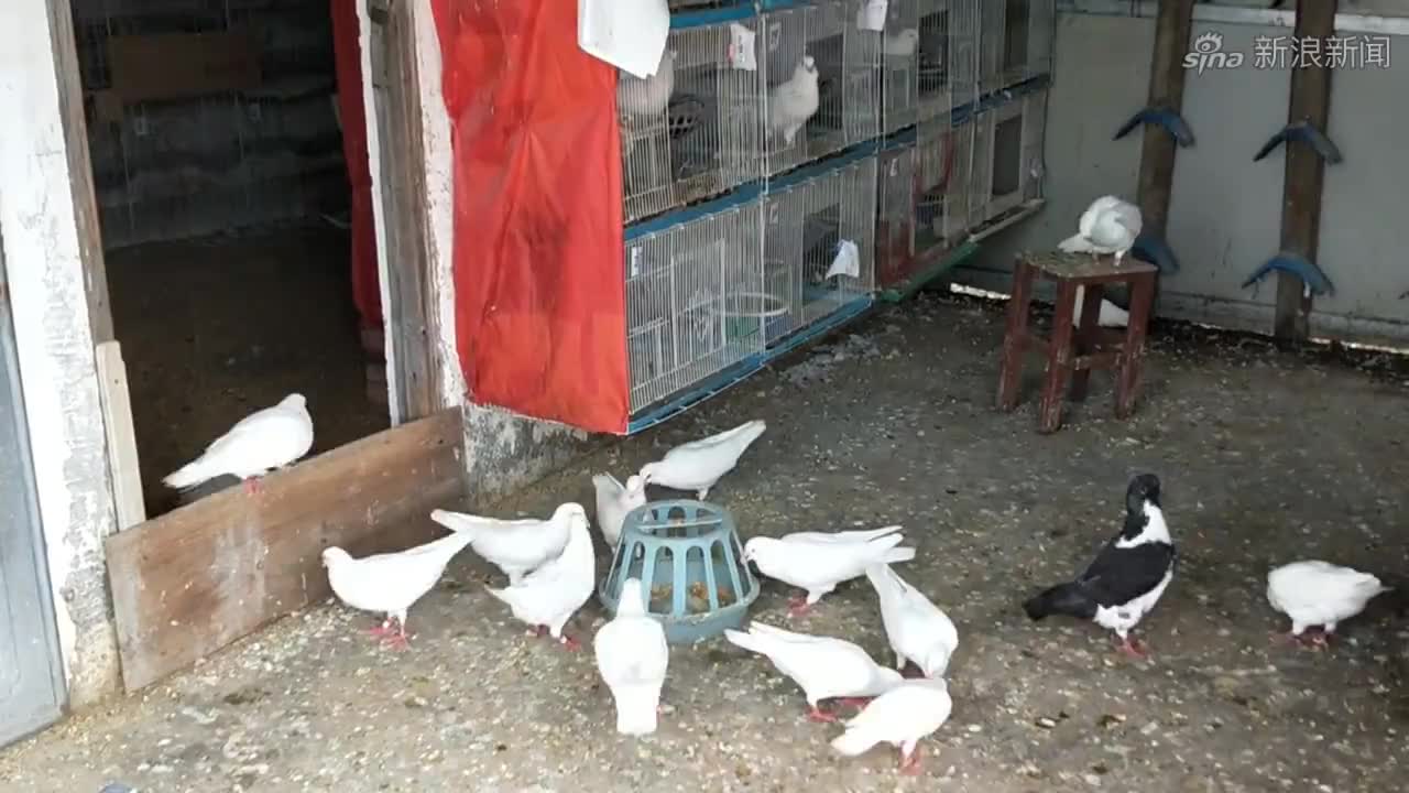 网友拍到两只鸽子"谋杀"同伴 将其推下铁轨
