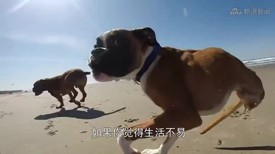 网友拍到两只鸽子"谋杀"同伴 将其推下铁轨