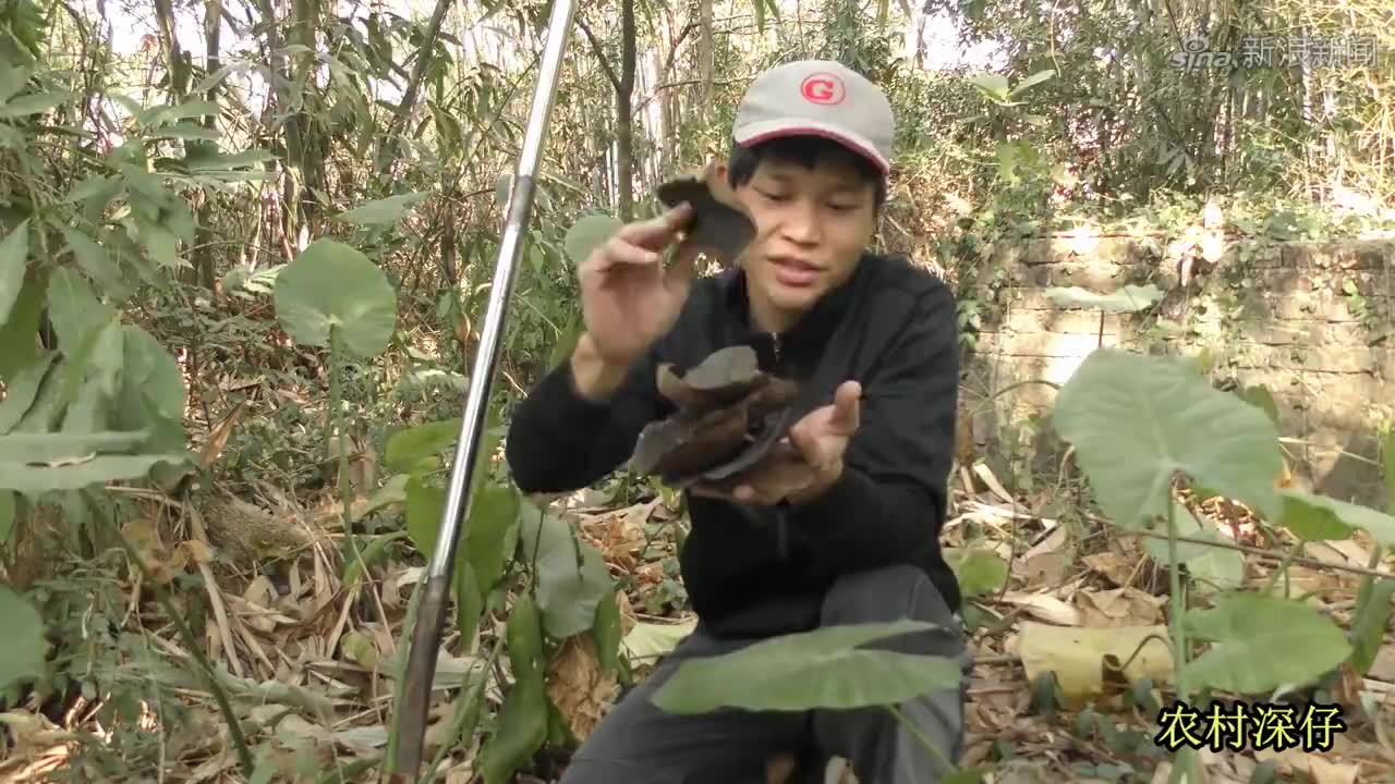 医生收藏金色结石推测是舍利子:形状和色泽罕见