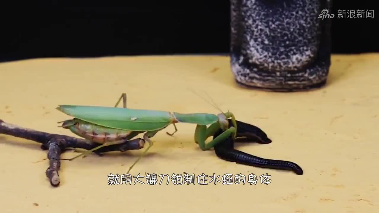 螳螂落败!竟然这么残忍!