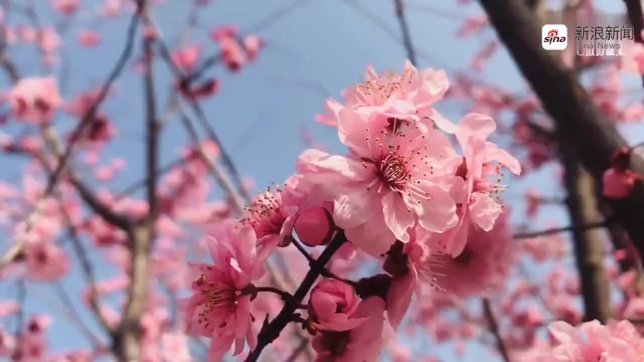 久雨之后, 阳光艳艳. 小风扶拂, 春水印绿