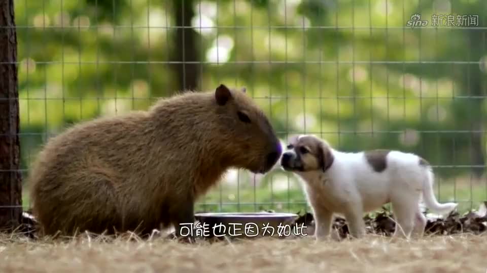 蠢到家的动物,吃掉自己脑子变成植物,最后还被人端上餐桌!