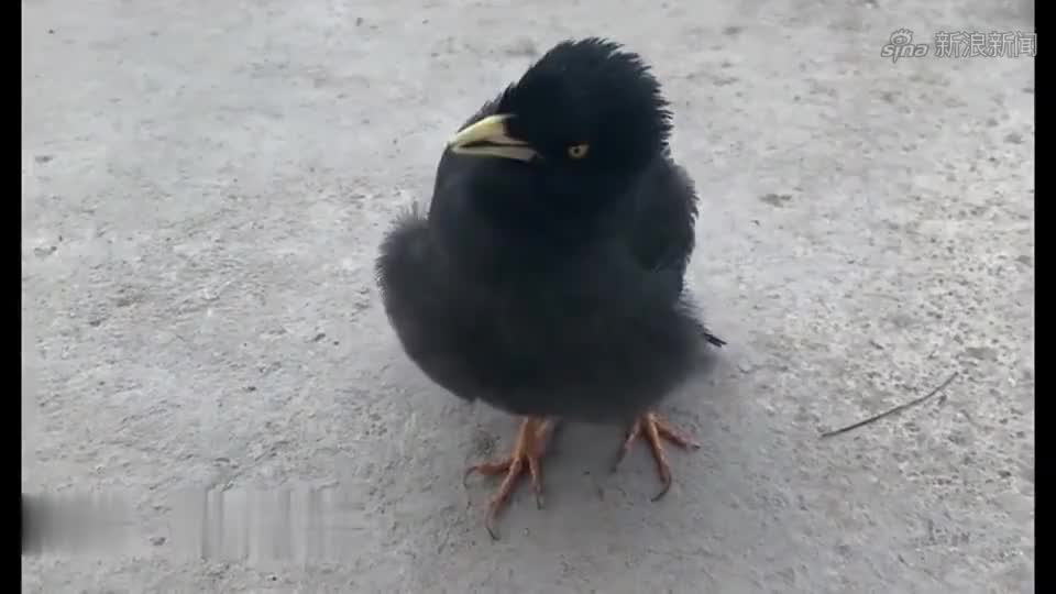 八哥鸟下蛋孵不出小鸟,结果把鸟蛋叼出鸟窝丢掉