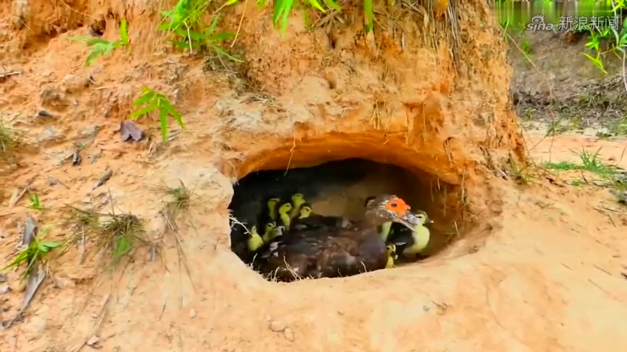 鳄鱼来到鸭窝看上去非常友好鸭妈妈也就放心了