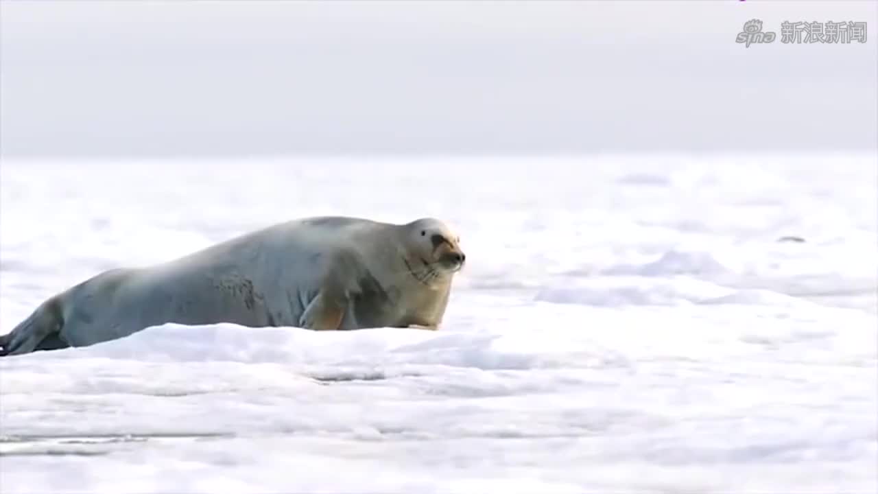 年轻的雄海豹想繁殖,找错了对象,一个跑一个追,直到海里