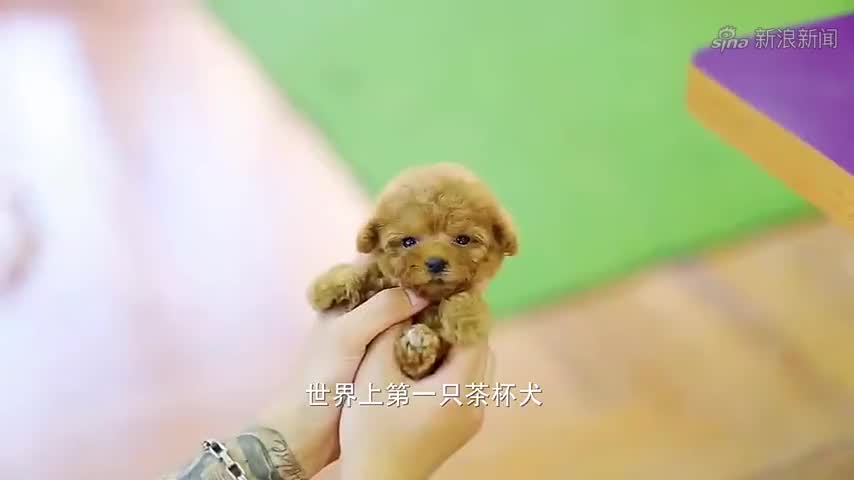 小巧呆萌的茶杯犬是怎么来的,背后的真相,让人难以接受!