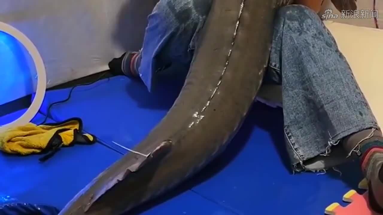 "子二代"中华鲟放归长江入海口 首戴卫星标记