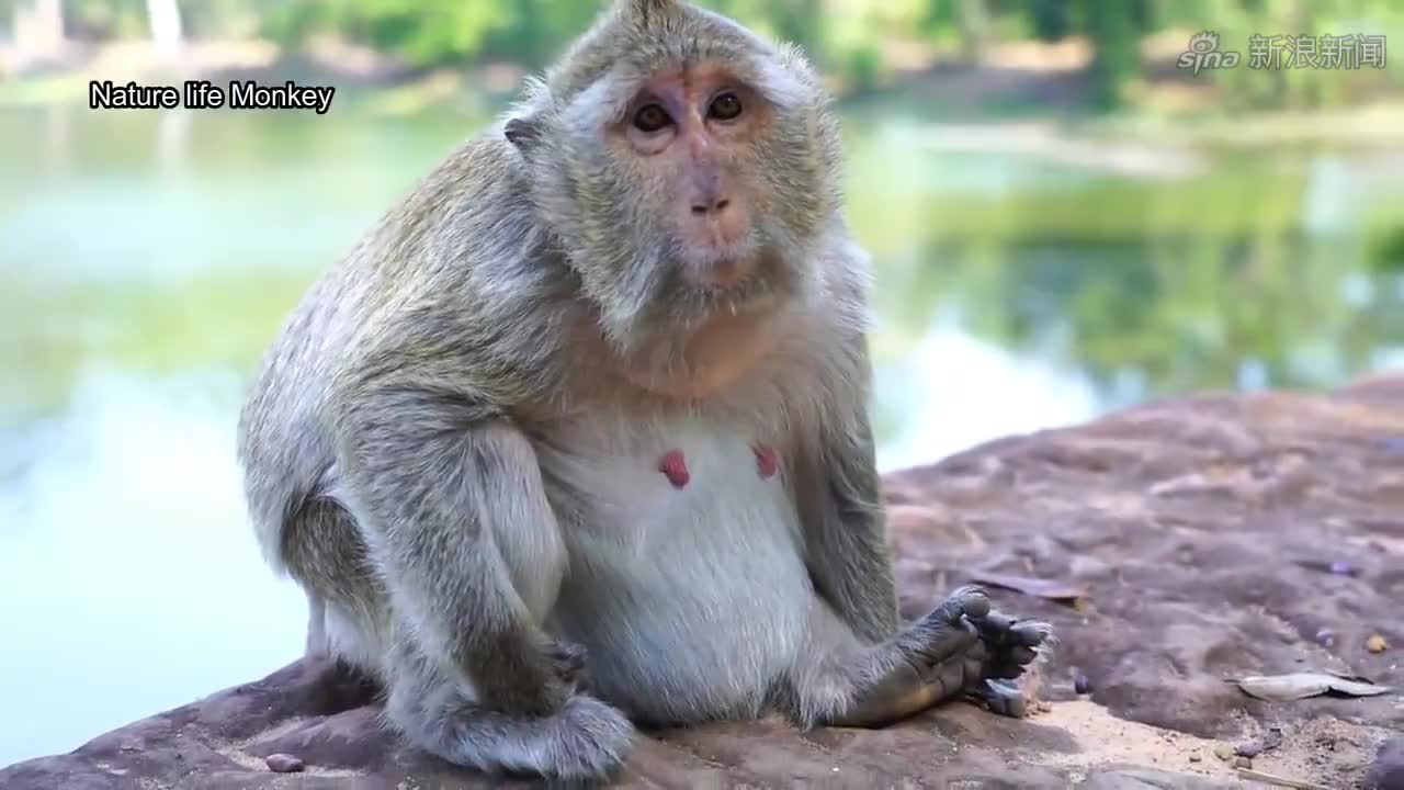老母猴快要分娩了分娩前的阵痛让母猴烦躁不安