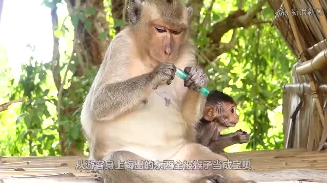 05:你把我当猴耍呢 哈哈哈哈哈哈哈哈哈哈哈哈哈哈哈哈哈哈