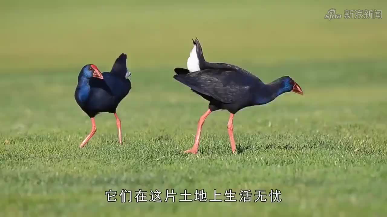 被宣布灭绝50年的"巨水鸡"再现,从最初的几只,发展到200多只