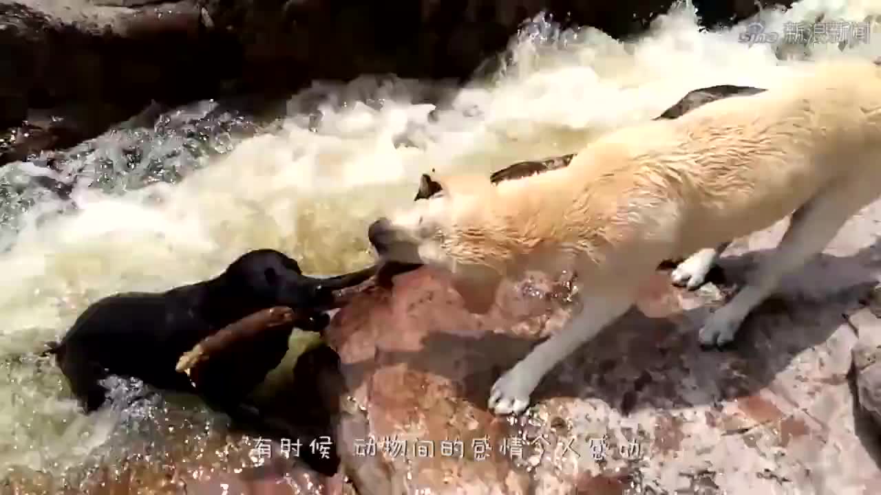 为什么凶悍的黄鼠狼,看到鹅却怕得要死?真相让人无法接受!