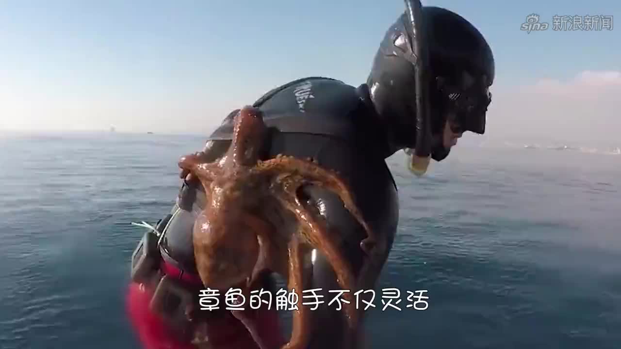 男子将螃蟹放进笼子,没想到章鱼却轻松捕获,简直"智商碾压"!