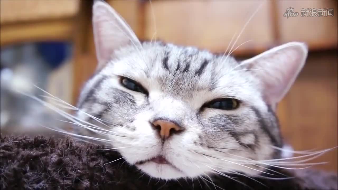 这么个大个子撒娇真的好吗二哈还真是可爱萌物呢!