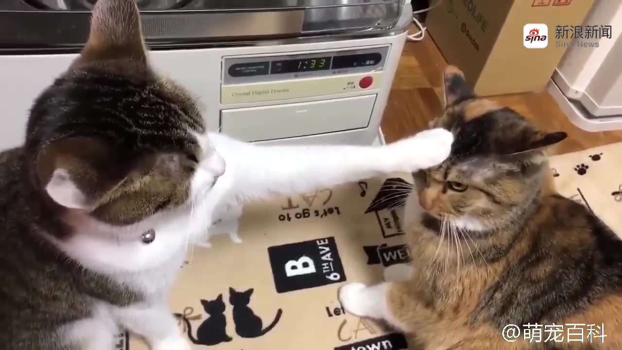 两只猫咪吵架,一只被按头杀压制住:朕被封印了